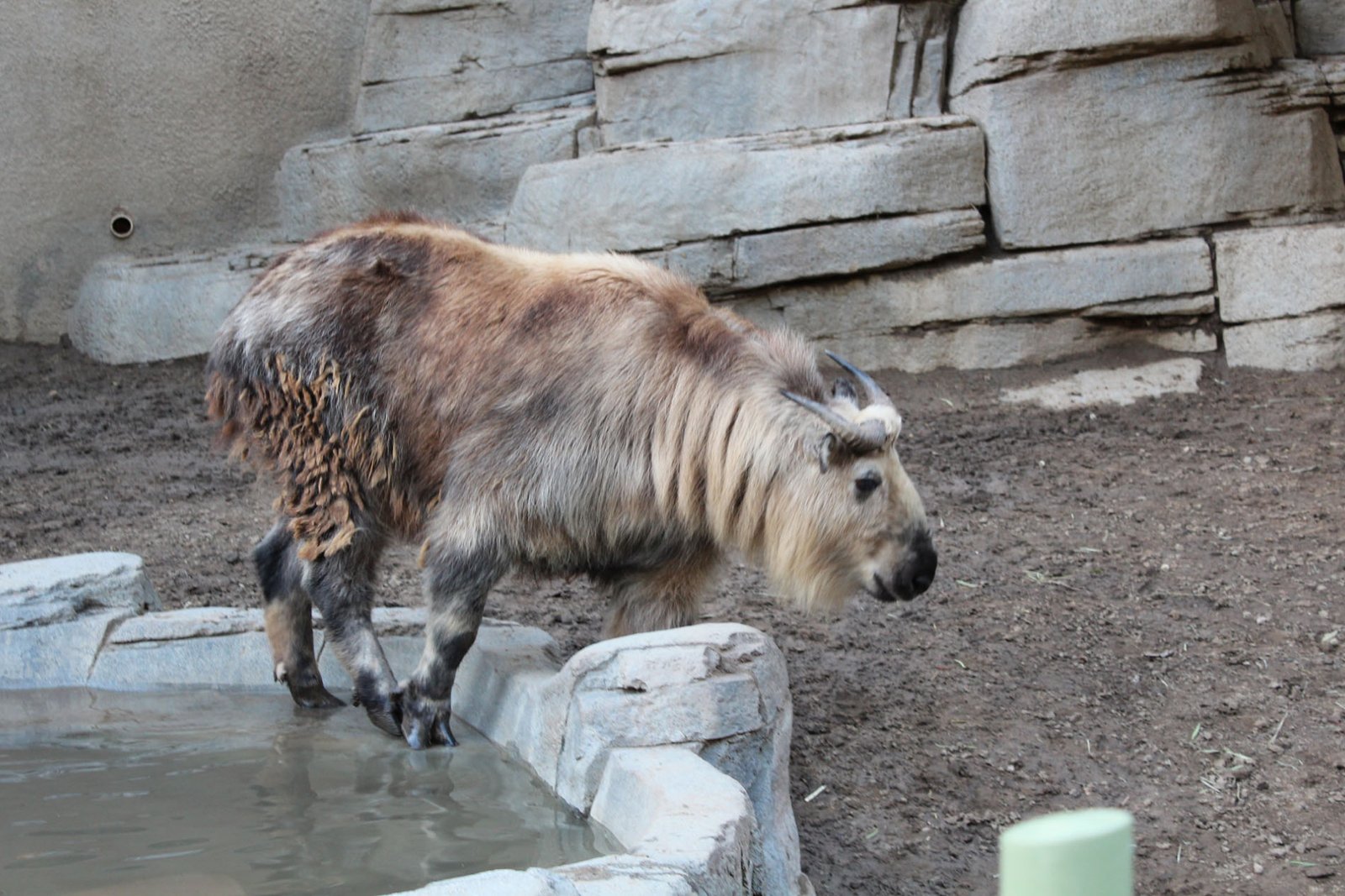 San Diego Zoo Part II 178